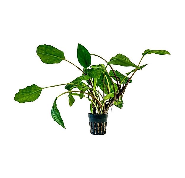 Aquaone Wasserpflanze Aquarium Pflanze Lagenandra sp green Topf Nr.304 günstig online kaufen
