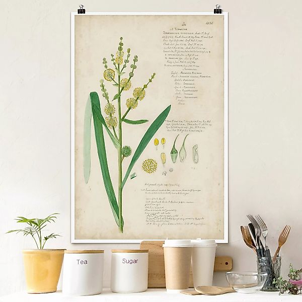 Poster Vintage Botanik Zeichnung Gräser IV günstig online kaufen