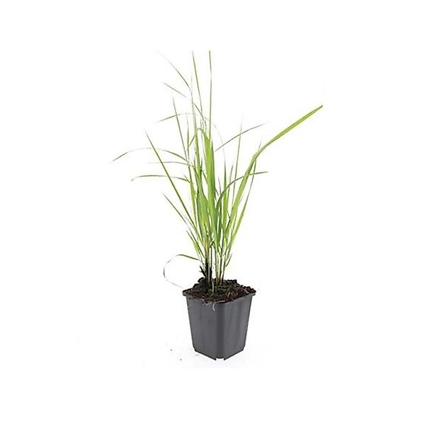 Exotenherz Ziergras Reitgras Calamagrostis Acutiflora Karl Foerster 9cm Top günstig online kaufen