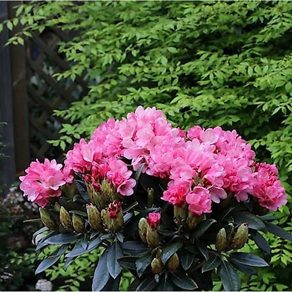 Hochstamm Rhododendron Clivia 80-100cm - Rhododendron williamsianum günstig online kaufen