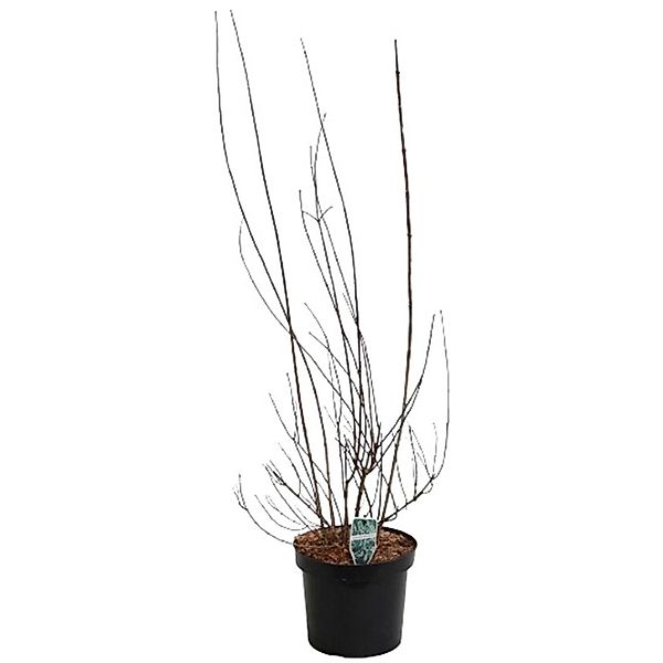 GROW by OBI Gartenjasmin Schneesturm Weiß Höhe ca. 80 - 100 cm Topf ca. 7, günstig online kaufen