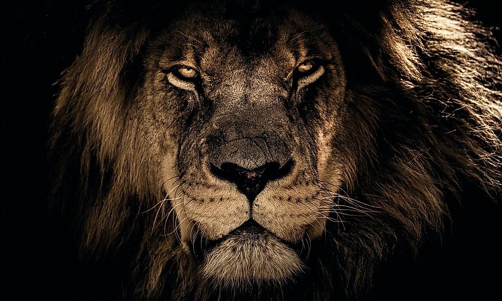 Bönninghoff Leinwandbild Löwe, (1 St) günstig online kaufen