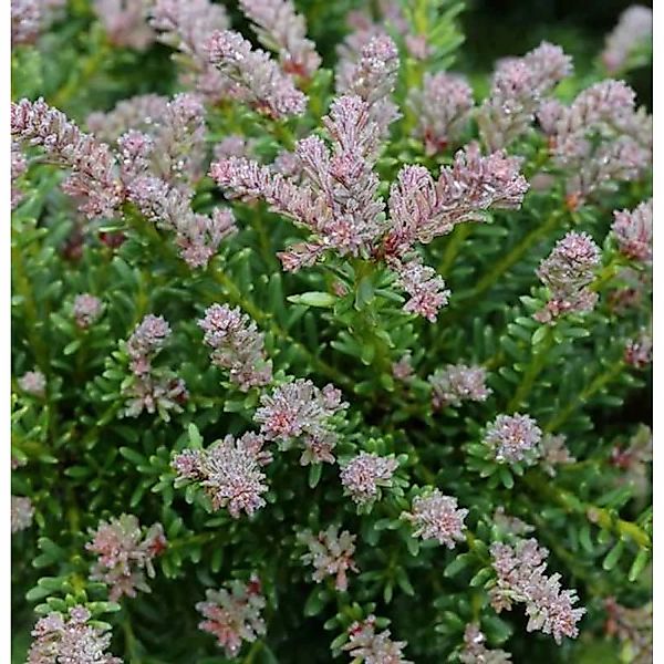 10x Rottriebige Australische Stein Eibe 10-15cm - Podocarpus lawrencei günstig online kaufen
