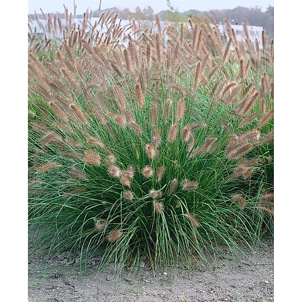 Pennisetum Alopecuroides Herbstzauber Lampenputzergras 2 Liter Container günstig online kaufen