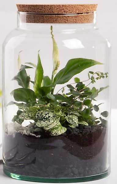 esschert design Übertopf Halboffene Terrarium Flasche günstig online kaufen