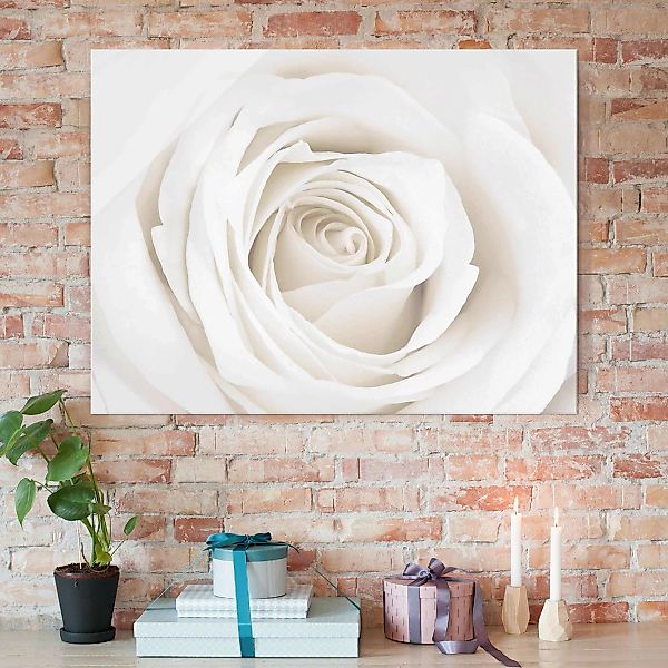 Glasbild Blumen - Querformat Pretty White Rose günstig online kaufen