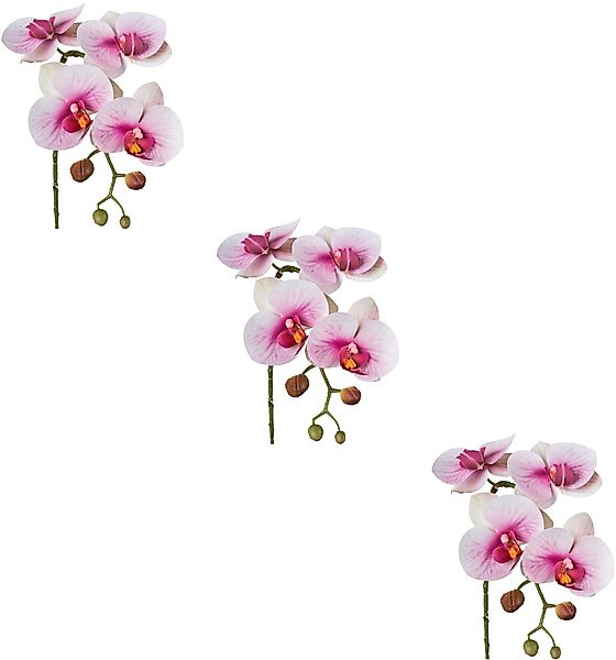 Kunstblume Phalaenopsis 3D-print Orchidee Phalaenopsis, Creativ günstig online kaufen