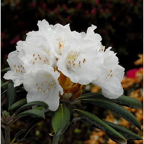 INKARHO - Rhododendron Yaku Angel 15-20cm - Alpenrose günstig online kaufen