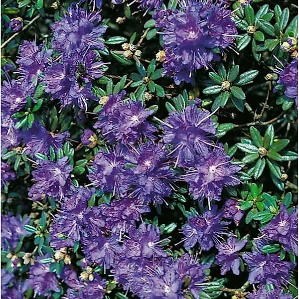Zwerg Rhododendron Azurika 30-40cm - Rhododendron impeditum - Zwerg Alpenro günstig online kaufen
