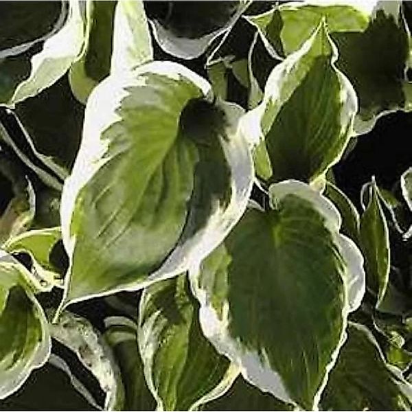 Funkie Ground Master - Hosta cultorum günstig online kaufen