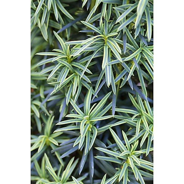 Taxus Baccata Fastigiata Aureomarginata Gelbbunter Eibenbaum 30–40 cm günstig online kaufen