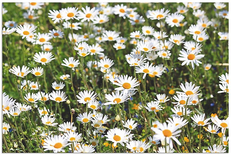 Artland Wandbild »Gänseblümchen« Blumen 1 Stk. tlg. als Alubild, Outdoorbil günstig online kaufen