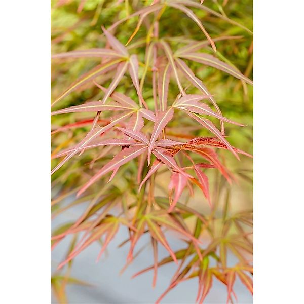 Acer Palmatum Villa Taranto Japanischer Ahorn 125–150 cm günstig online kaufen