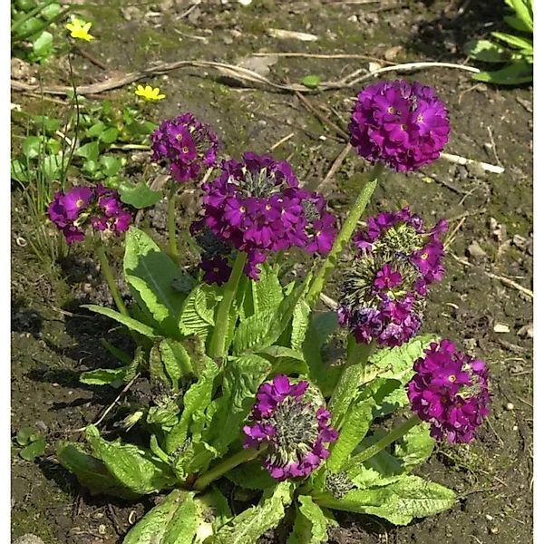 Kugelprimel Rubin - Primula denticulata günstig online kaufen