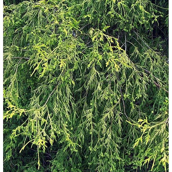 Gelbe Zwerg Faden Zypresse Golden Mop 25-30cm - Chamaecyparis pisifera günstig online kaufen