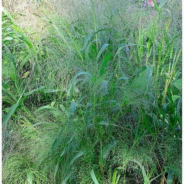 Rutenhirse Blue Fountain  - großer Topf - Panicum virgatum günstig online kaufen