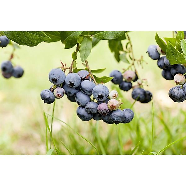 Vaccinium Corymbosum Duke Heidelbeere 40–50 Cm Ertragreich günstig online kaufen
