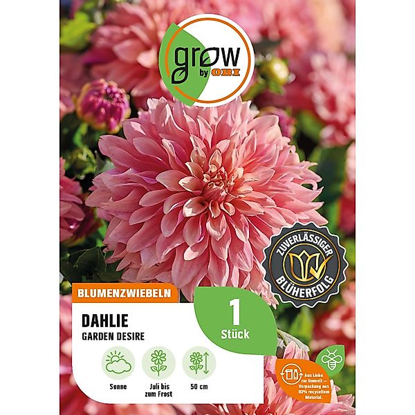 GROW by OBI Dahlie Garden Desire Höhe ca. 50 cm günstig online kaufen