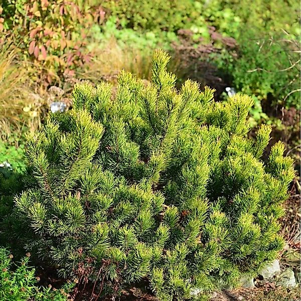 Gelbe Zwergkiefer Ophir 40-50cm - Pinus mugo günstig online kaufen