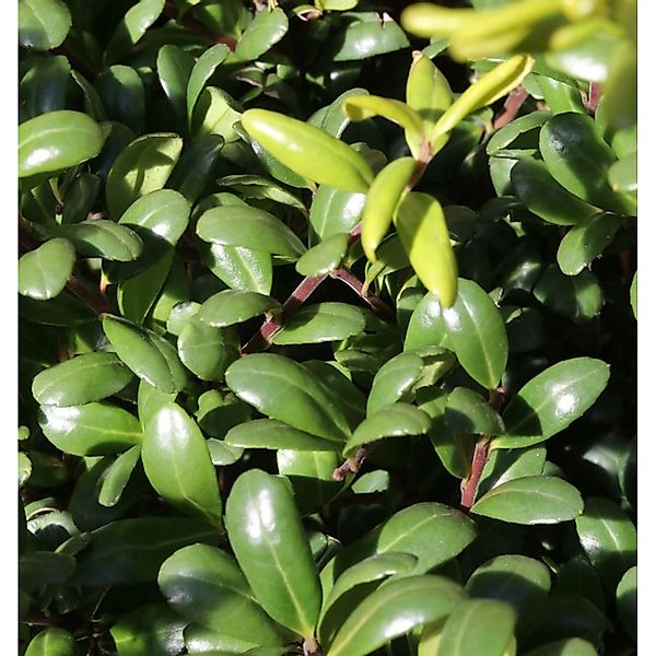 Kegelschnitt Glorie Dwarf 60-70cm - Ilex crenata günstig online kaufen