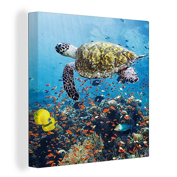 OneMillionCanvasses® Leinwandbild Schildkröte am Korallenriff, Fotodruck günstig online kaufen