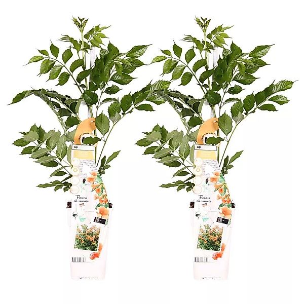Casa Caron | 2er Set Indian Summer Kletterpflanzen günstig online kaufen