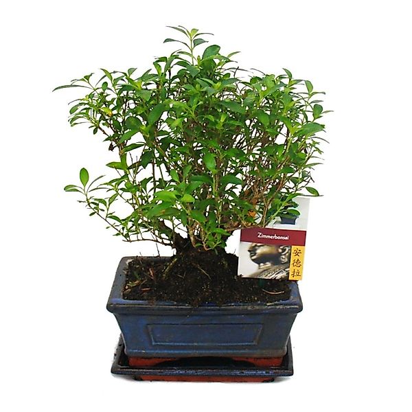 Exotenherz Bonsai Serissa Junischnee Kugeform ca. 6 Jahre günstig online kaufen