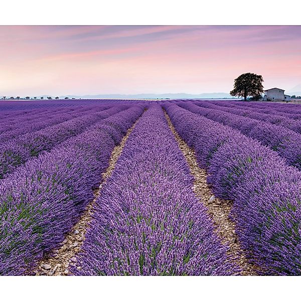 Komar Fototapete Vlies Provence  300 x 250 cm günstig online kaufen