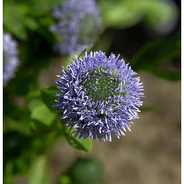 Kugelblume - Globularia punctata günstig online kaufen