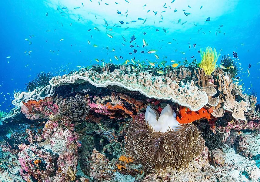 KOMAR Vlies Fototapete - Coral Reef - Größe 400 x 280 cm mehrfarbig günstig online kaufen