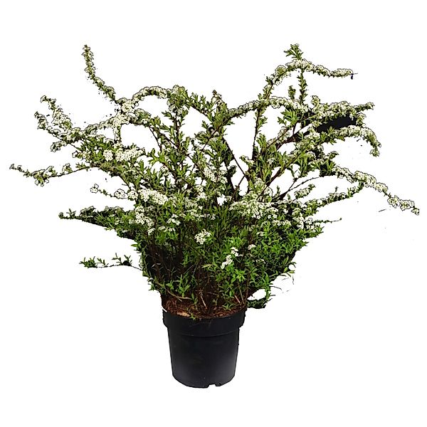 Spierstrauch Snowmound Höhe ca. 50-60 cm Topf ca. 4,5 l Spiraea nipponica günstig online kaufen