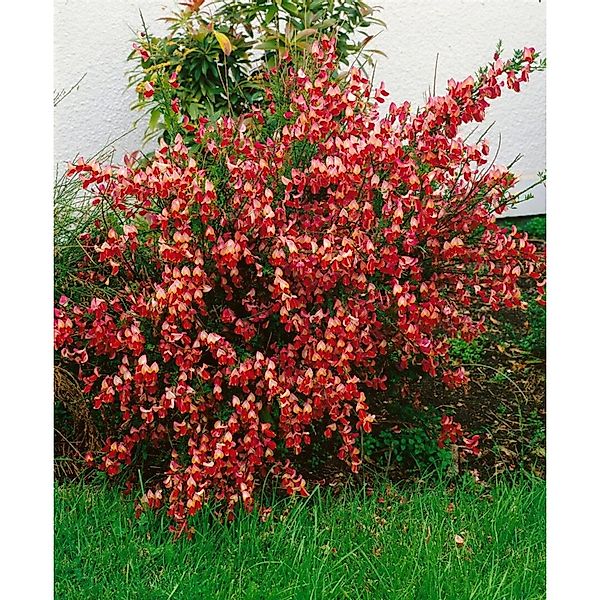 Pflanzen für Dich Gehölze Cytisus scop. La Coquette, 1 St., Besenginster, G günstig online kaufen