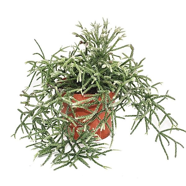 Exotenherz Rhipsalis Pilocarpa Korallenkaktus im 12cm Topf günstig online kaufen
