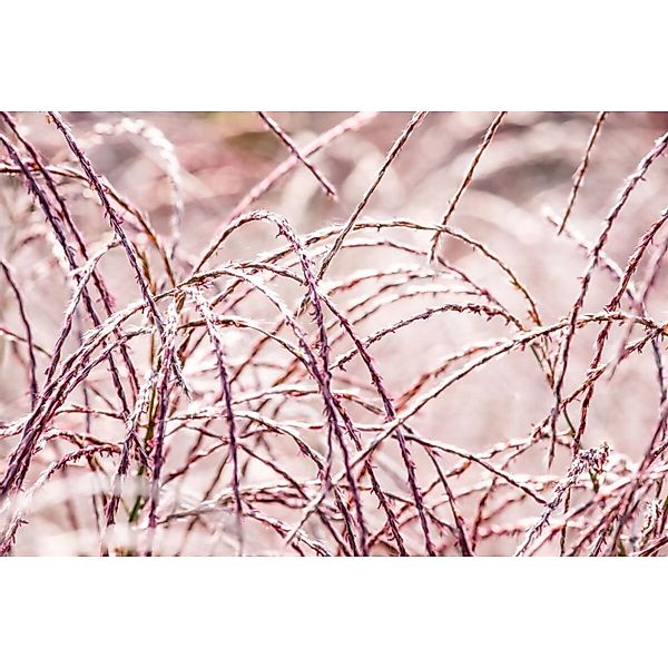 Miscanthus Sinensis Flamingo Chinaschilf Rosa Blüten Ca. 9x9 cm Topf günstig online kaufen