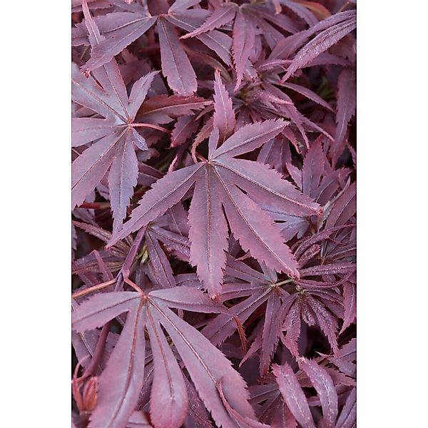 Acer Palmatum Shaina Japanischer Ahorn Kompakt 80–100 cm günstig online kaufen