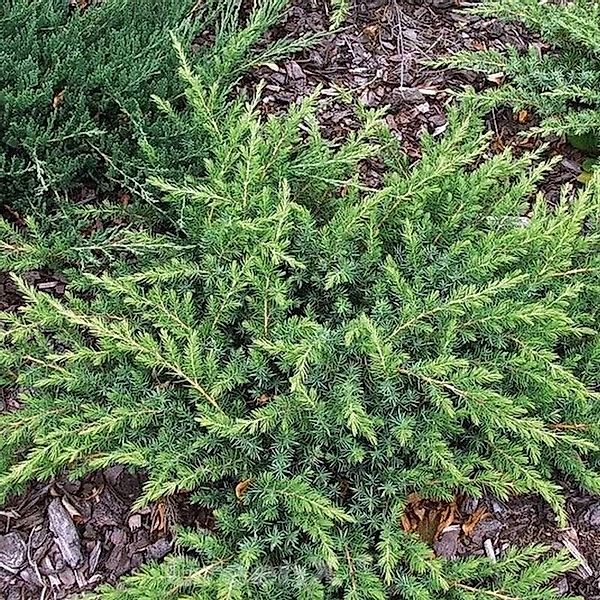 Kriechwacholder Slager 20-30cm - Juniperus conferta Slager günstig online kaufen