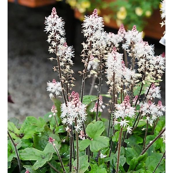 Zipfelblättrige Garten Schaumblüte Spring Symphony - Tiarella,aciniata günstig online kaufen