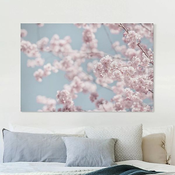 Leinwandbild Kirschblütenparty günstig online kaufen