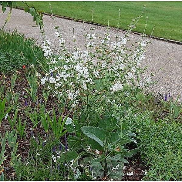 Muskatellersalbei Vatican White - Salvia sclarea günstig online kaufen