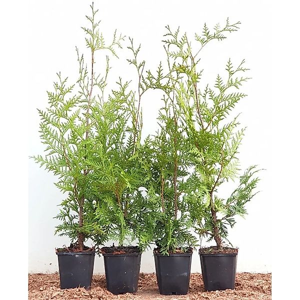 Pflanzen für Dich Konifere Thuja occ. Brabant, 1 St., Lebensbaum, Abendländ günstig online kaufen