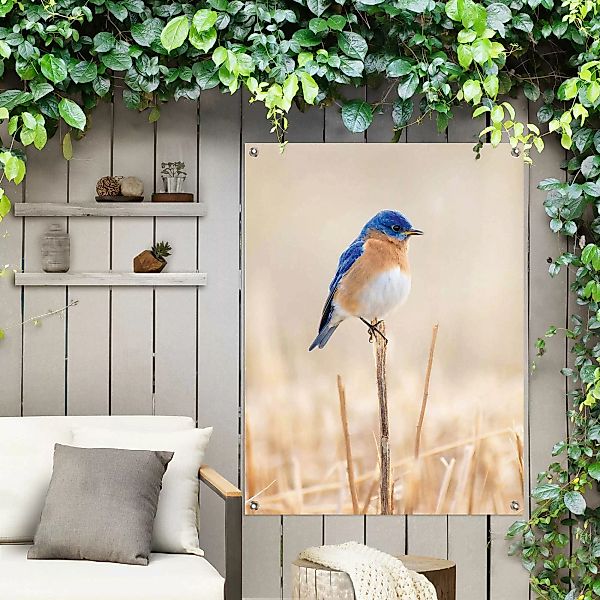 Reinders! Poster »Blauer Vogel« günstig online kaufen