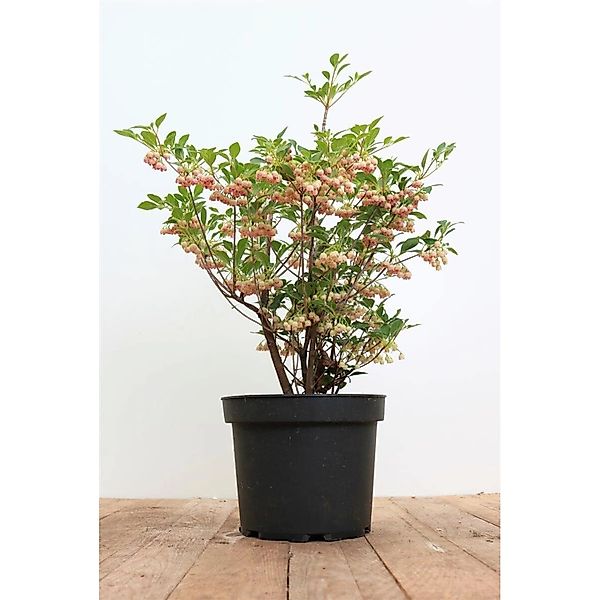 Enkianthus Campanulatus Prachtglocke 40-60 cm günstig online kaufen