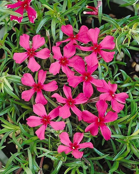 Pflanzen für Dich Bodendecker Phlox subulata Scarlet Flame, 1 St., Polster- günstig online kaufen
