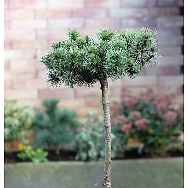 Hochstamm Zwergkiefer Humpy 40-60cm - Pinus mugo günstig online kaufen