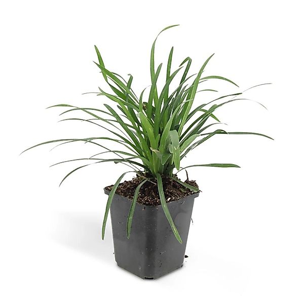 Exotenherz Glöckchentraube Liliengras Liriope Muscari Moneymaker 9cm Topf S günstig online kaufen