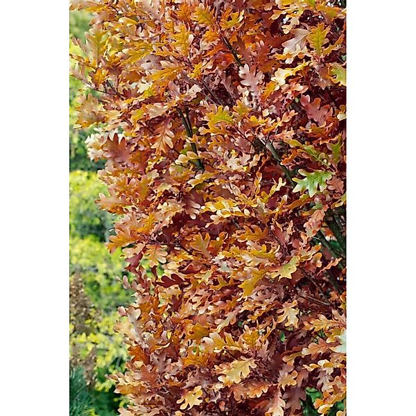 Quercus Bimundorum Crimschmidt Eiche 60–100 cm günstig online kaufen