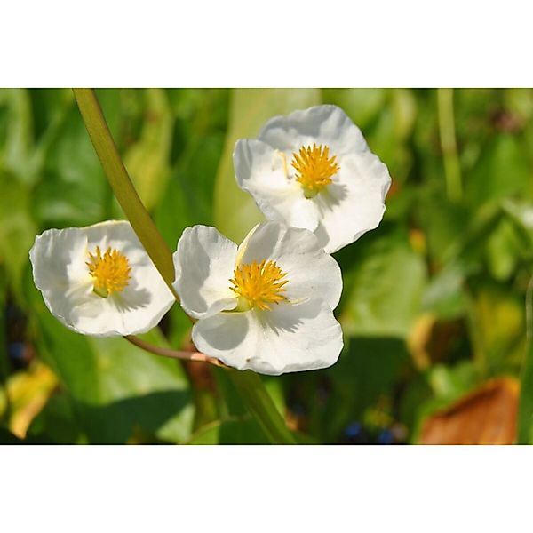 Sagittaria Latifolia Breitblättriger Pfeilkraut Ca. 9x9 cm Topf günstig online kaufen