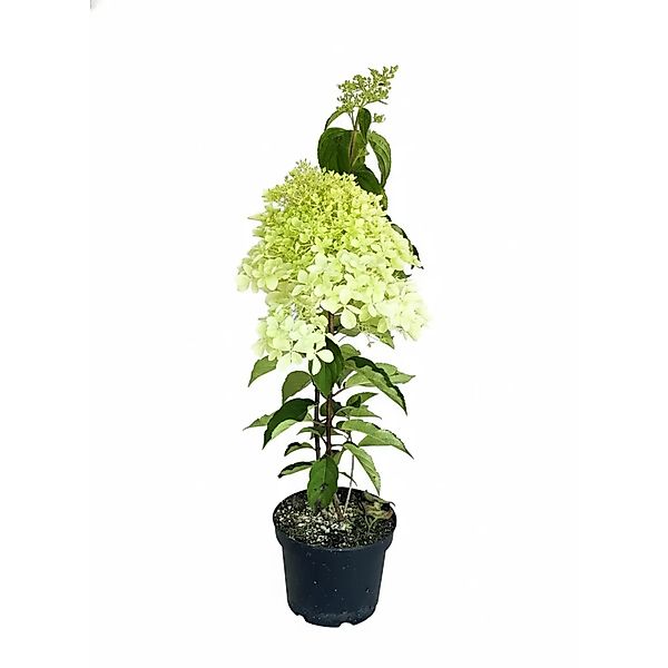 Baumfink Rispenhortensie Phantom als Topfpflanze 40-60cm günstig online kaufen