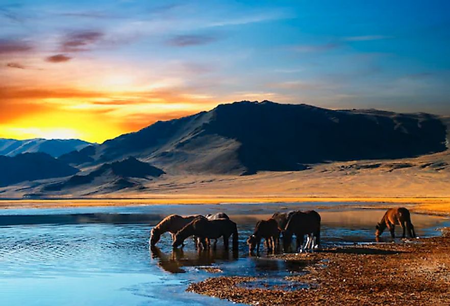 Papermoon Fototapete »Drinking Horses« glatt günstig online kaufen