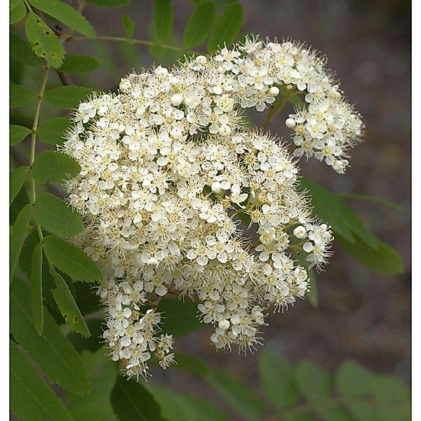 Echte Mehlbeere Wilfrid Fox 125-150cm - Sorbus alnifolia günstig online kaufen